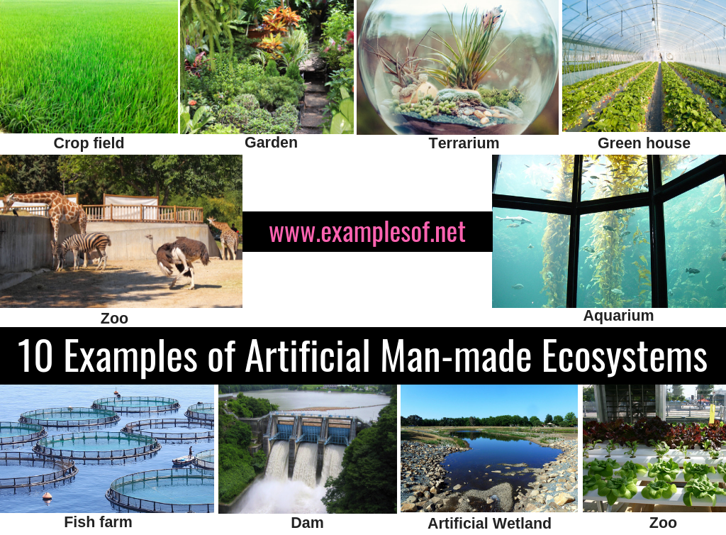 ARTIFICIAL ECOSYSTEM