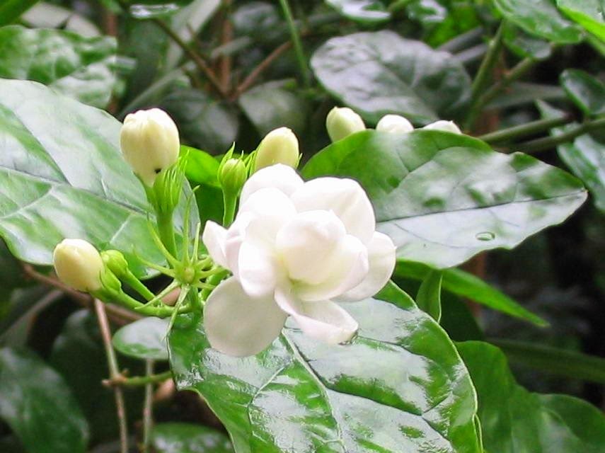 Benefits of Jasmine Flowers to Increase Sexual Desire