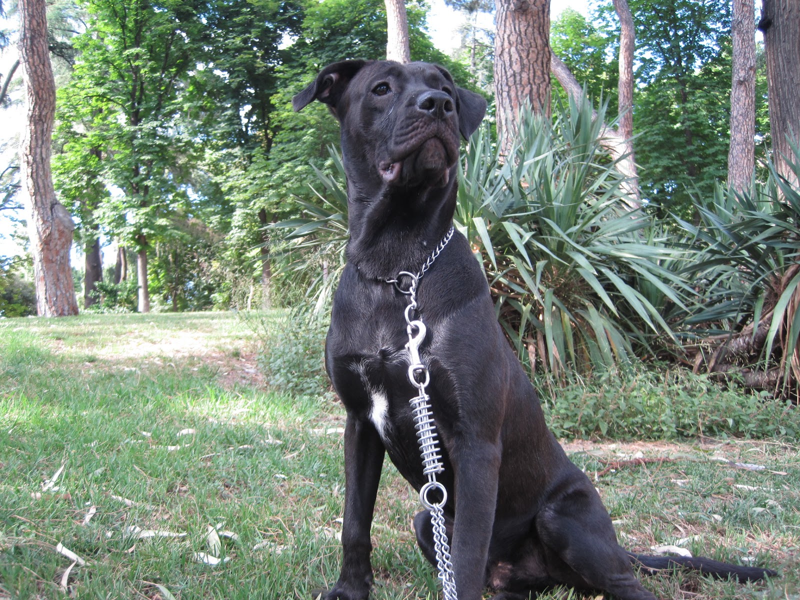 981098104127135 JULIUS (BOXER CRUCE LABRADOR)