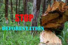 Stop Deforestation!!