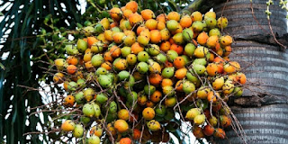 Pohon pinang Buah pinang