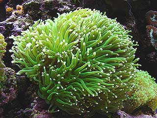 Berkembang anemon biak dengan cara laut Kumpulan 60+