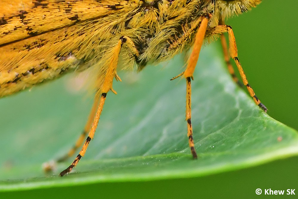 Butterflies of Singapore The Butterfly Legs