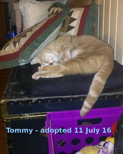 Tommy alt text
