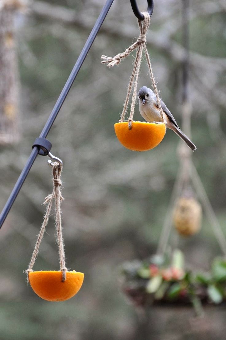Bird In Everything Orange Bird Feeder