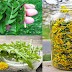 Dandelion Treats Cancer, Hepatitis, Liver Diseases, Kidneys, Stomach… Here’s How To Prepare