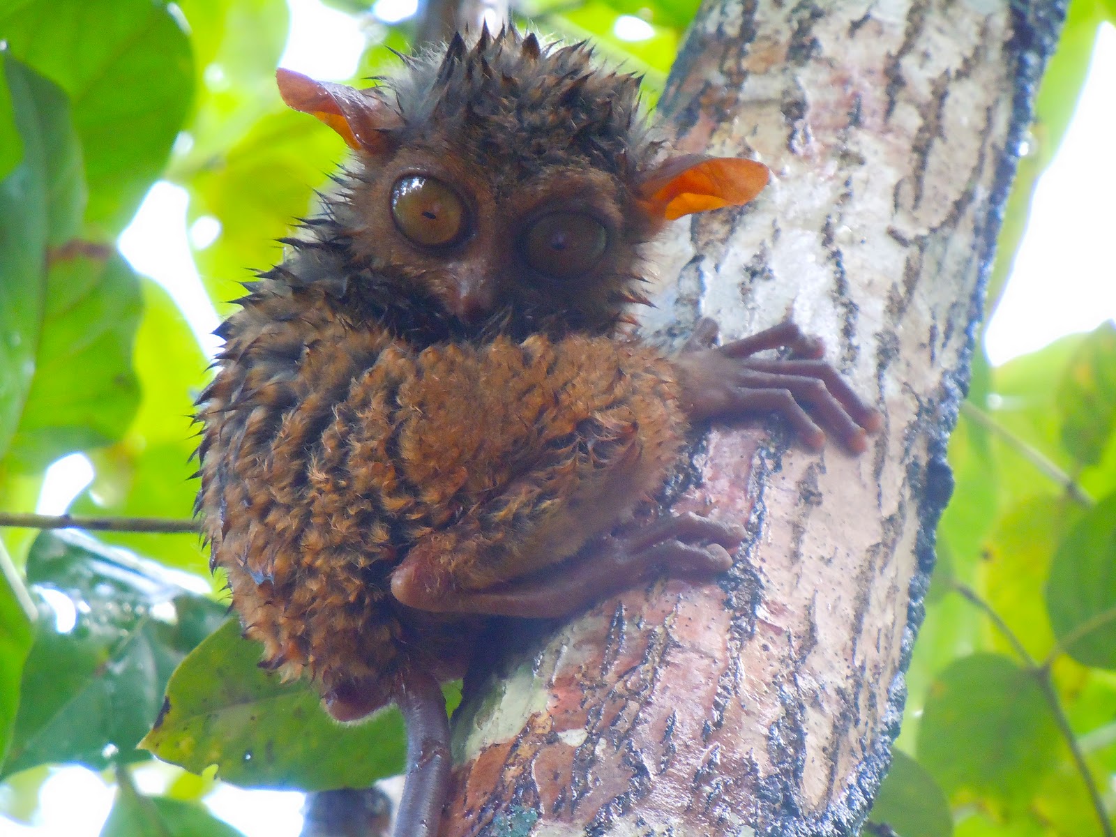 Asienresor Filippinerna Chocolate Hills, tarsierapor och