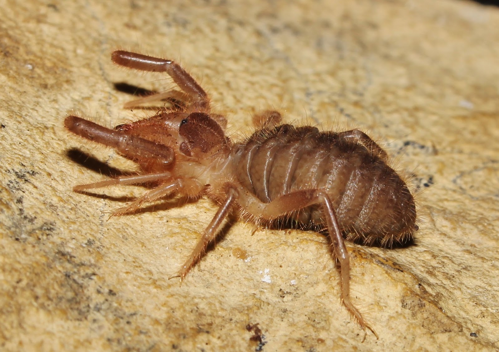 Biodiversity of Cyprus by NGO Protection of the Natural Heritage and