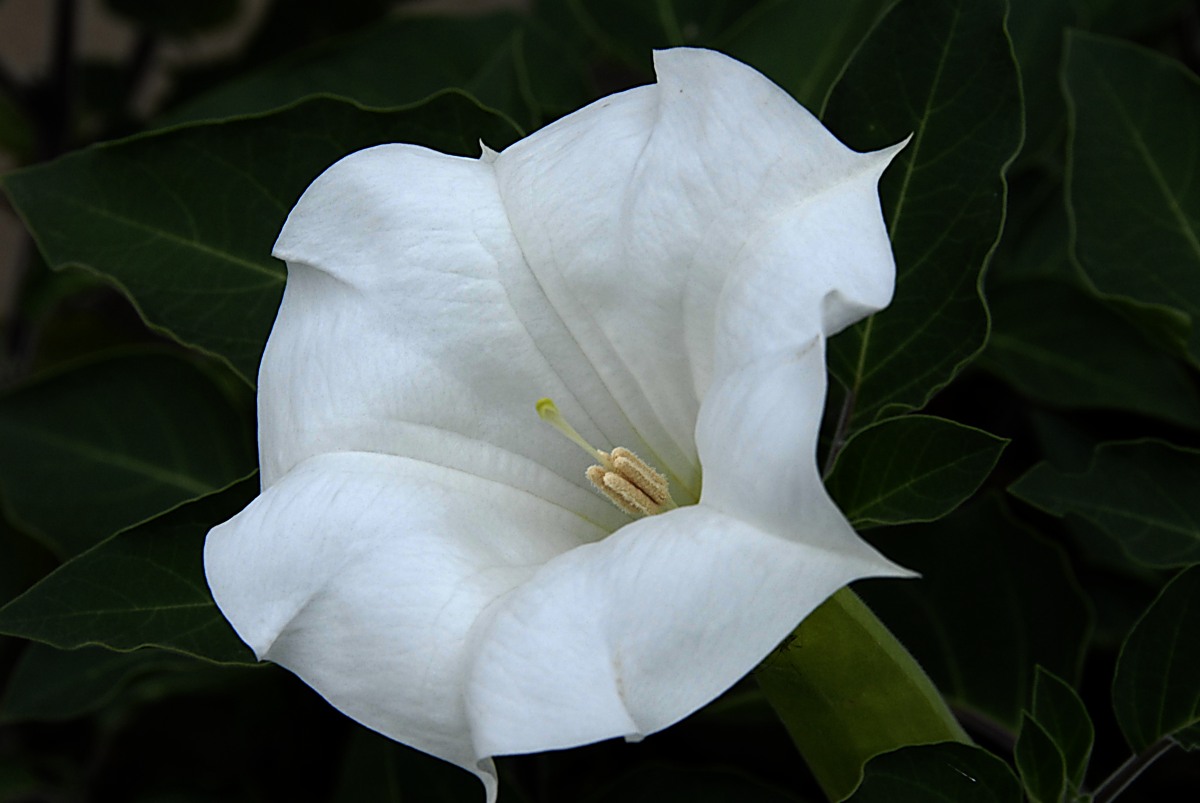 Flower Photos: Moon flower