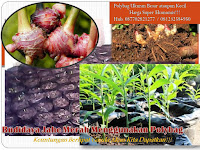 Dapatkan Keuntungan yang Berlipat Ganda dari Tanam Jahe Merah di Polybag!!