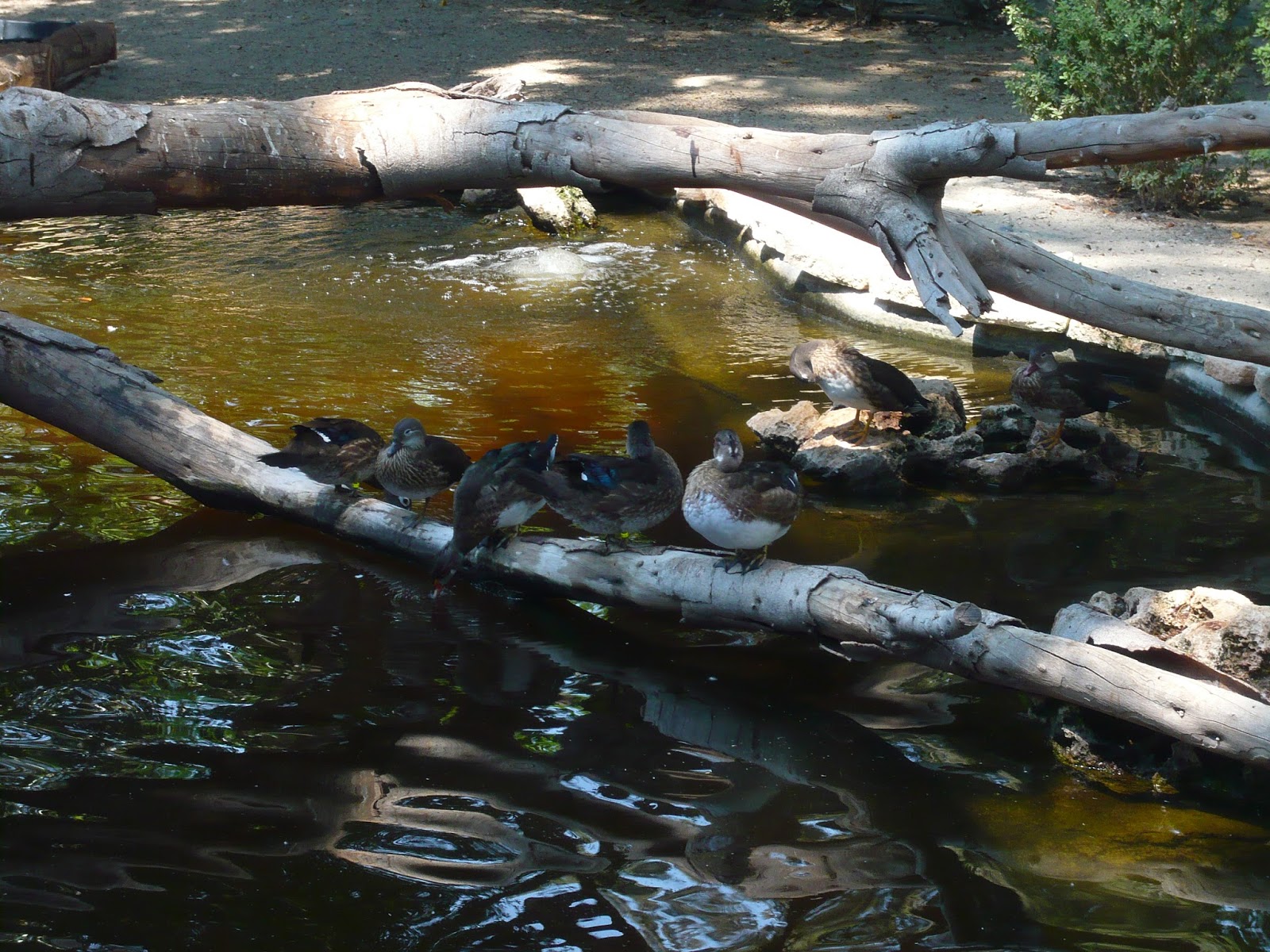 Kids Have Fun In Cyprus Limassol Zoo