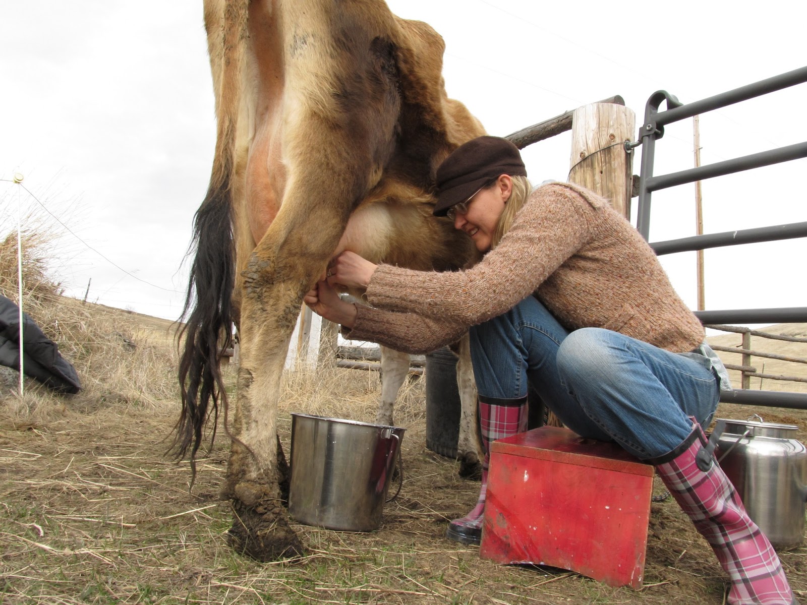 Homestead Wannabes Learning to Milk a Cow and Homemade Cough Drops