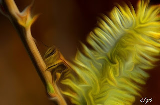 Weidenkätzchen, katwilg, vrbina maca, willow catkin, Weidenkätzchen, katwilg, vrbina maca, willow catkin, Corylus maxima, Salix spec, Реса̀, ко̀тенце, Ament, Amento, Chaton mâle de saule, Hariliku sarapuu urvad,