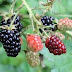 History of BlackBerry Plants Reviews