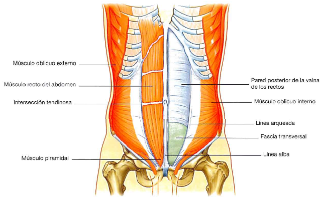 Recto del abdomen y piramidal