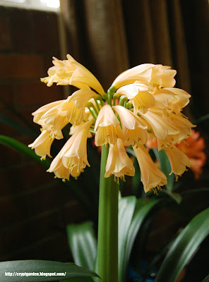 Clivia