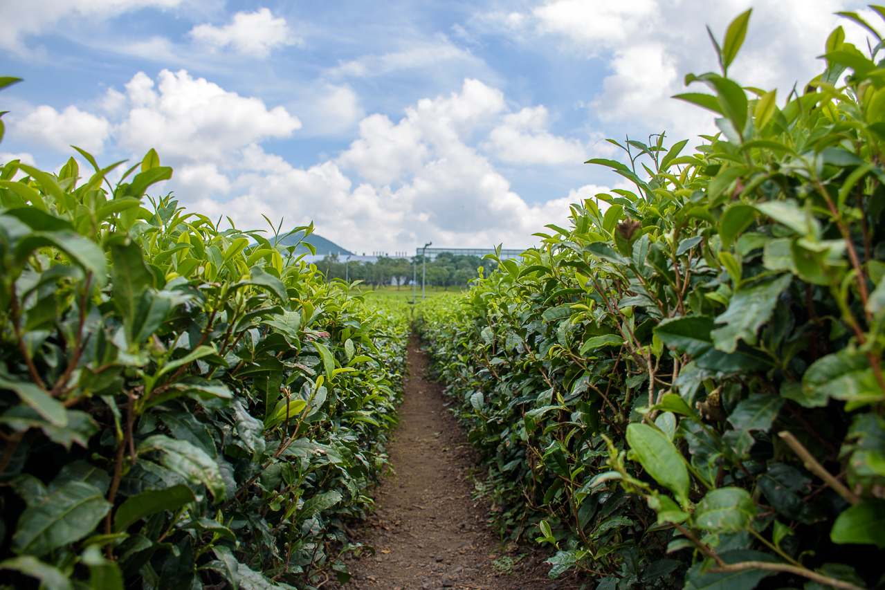 O'sulloc green tea korea plantation jeju O'sulloc green tea plantation jeju korea
