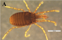 http://sciencythoughts.blogspot.co.uk/2015/12/cyphophthalmus-solentiensis-new-species.html