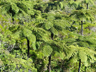 Cyathea sp. - Fanjan - Fougères arborescentes de la Réunion Cyathea sp. - Fanjan - Fougères arborescentes de la Réunion