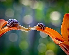 صور اكثر من رائعة تكشف أسرار حياة الحلزون!