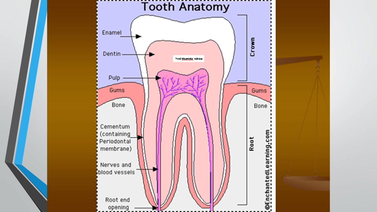 строение зуба на английском. зубы анатомия. Tooth teeth правило. Tooth anatomy. строение зуба человека на английском.