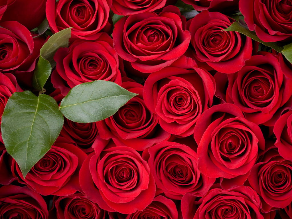 اجمل خلفيات ورد 4k