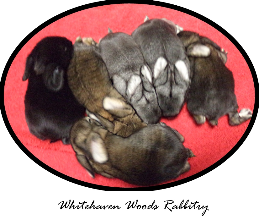 Whitehaven Woods Rabbitry Rabbit Supply Stores