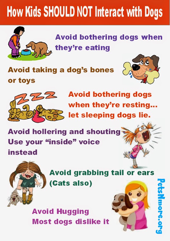Pets N More How Kids Should NOT Interact with Dogs