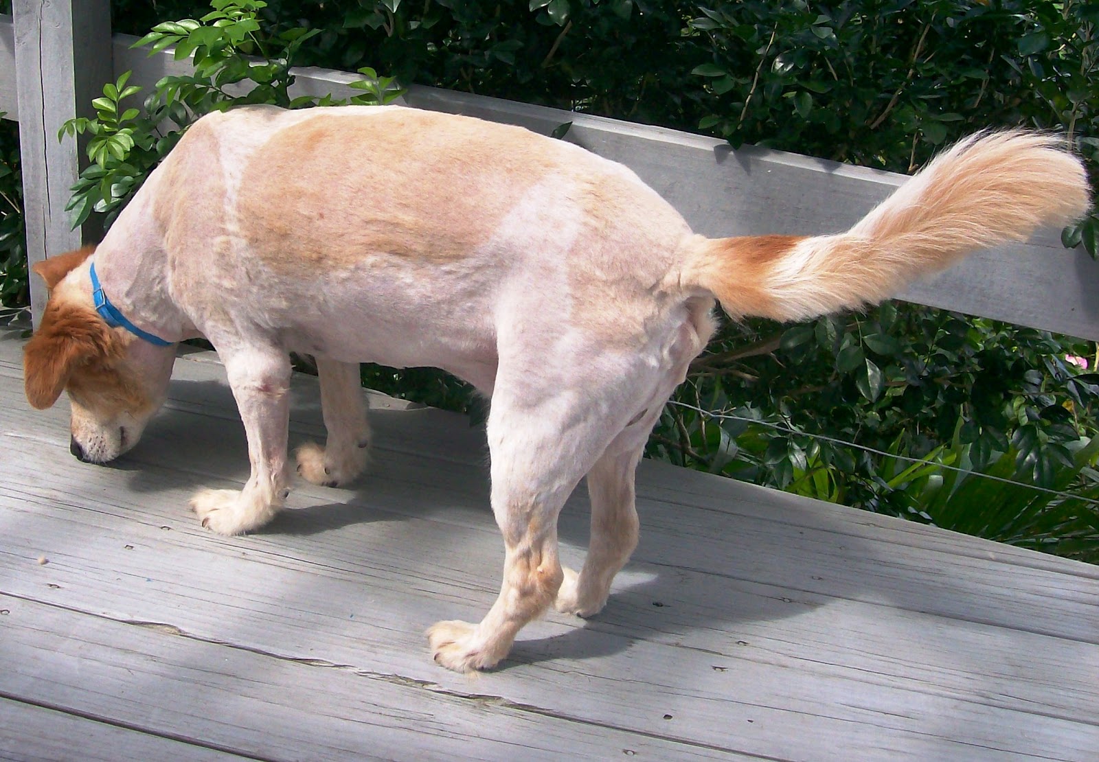 The BVIs Basset�s View of the Islands Dog Grooming 101