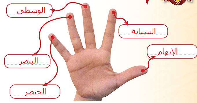 اسماء الاصابع بالعربي