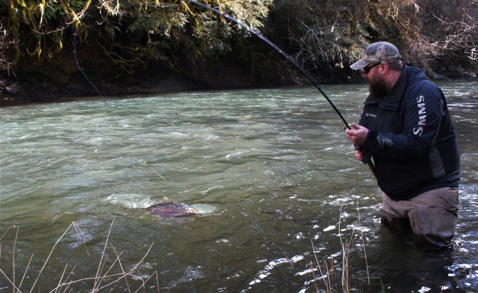 Rain Or Shine an Outdoor Column Early Winter Steelhead On The Alsea rain-or-shine-an-outdoor-column-early-winter-steelhead-on-the-alsea