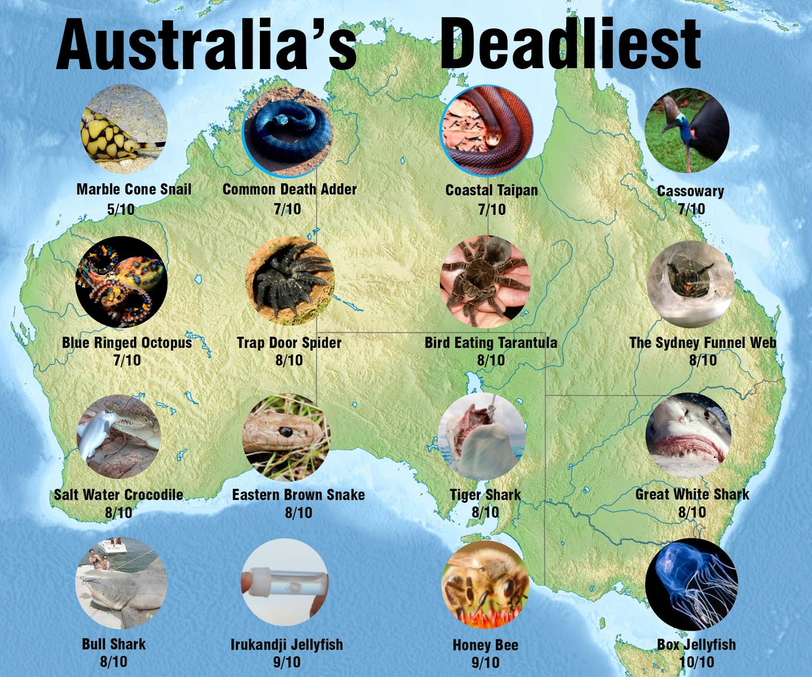 Nuestras Rutinas Australian Animals Great Barrier Reef And The Most