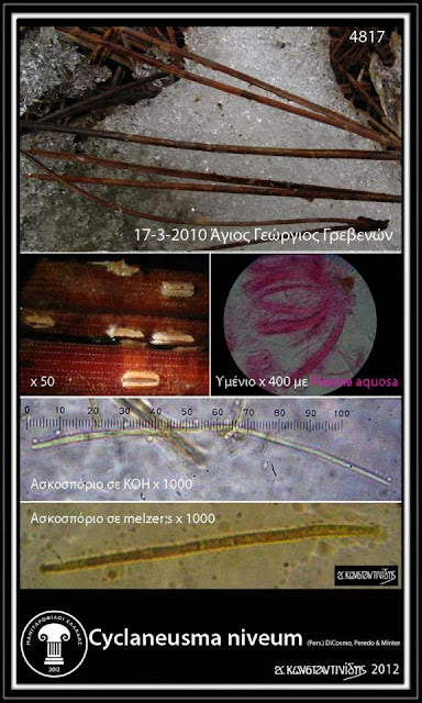 Cyclaneusma niveum (Pers.) DiCosmo, Peredo & Minter