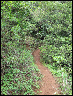 A Small Jungle Trek
