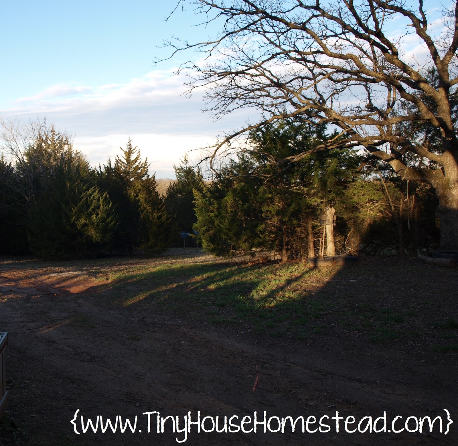 Tiny House Homestead Managing Eastern Red Cedar on the Homestead