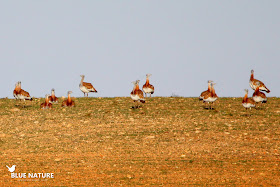 Los bandos de aves esteparias como este de avutarda común (Otis tarda) son habituales tanto el la IBA Alcarria de Alcalá como en Talamanca - Camarma.