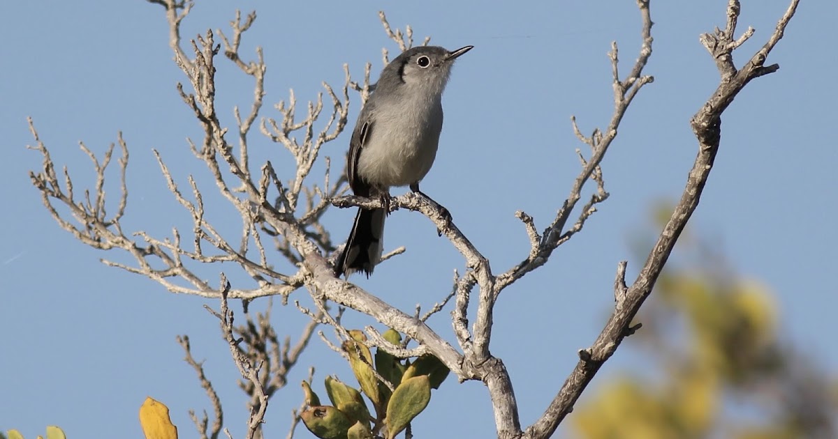 Photographicbirdlistomania Cuban Gnatcatcher (Polioptila lembeyei