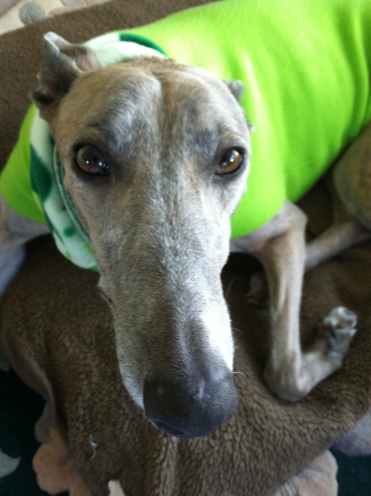 Northern Lights Greyhound Adoption Dog Blog NLGA Photo Roundup