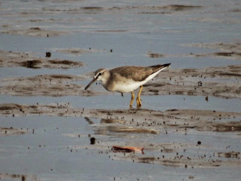 Familiar shore and water birds of florida Familiar shore and water birds of florida
