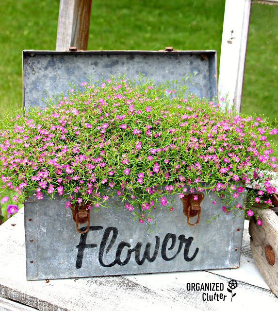 Stenciled Galvanized Tool Box with Annual Baby's Breath #stencil #oldsignstencils #containergarden