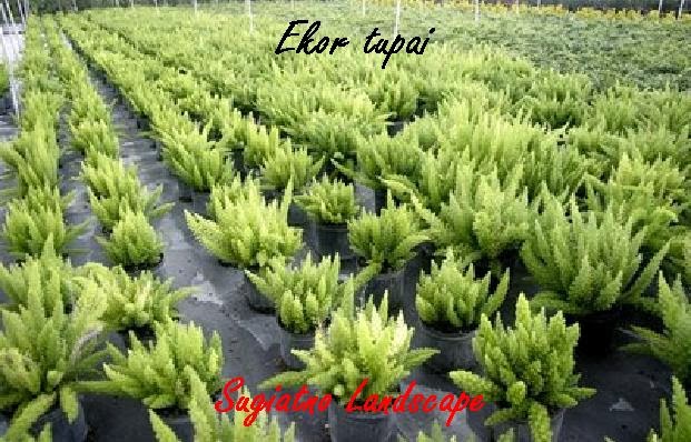 EKOR-TUPAI