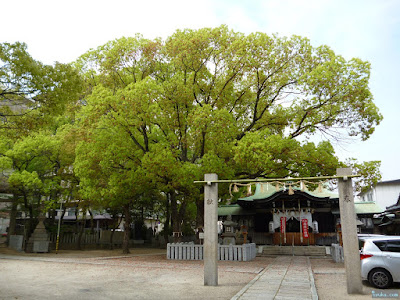 拝殿と楠 拝殿と楠