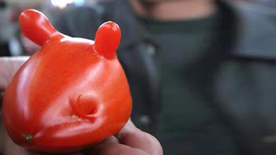 tomat berbentuk kepala tikus