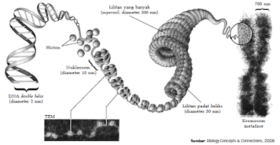 Macam-Macam Bentuk, Struktur, Ukuran, Jumlah dan Tipe-Tipe Susunan Kromosom Pada Makhluk Hidup