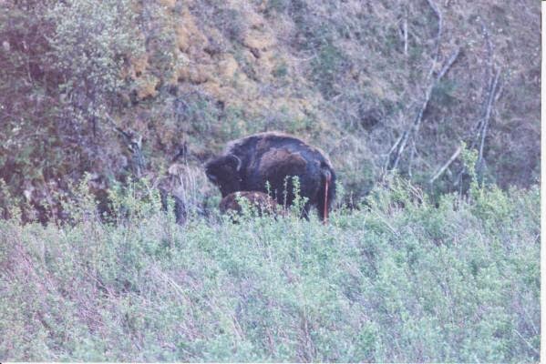 Baby Buffalo