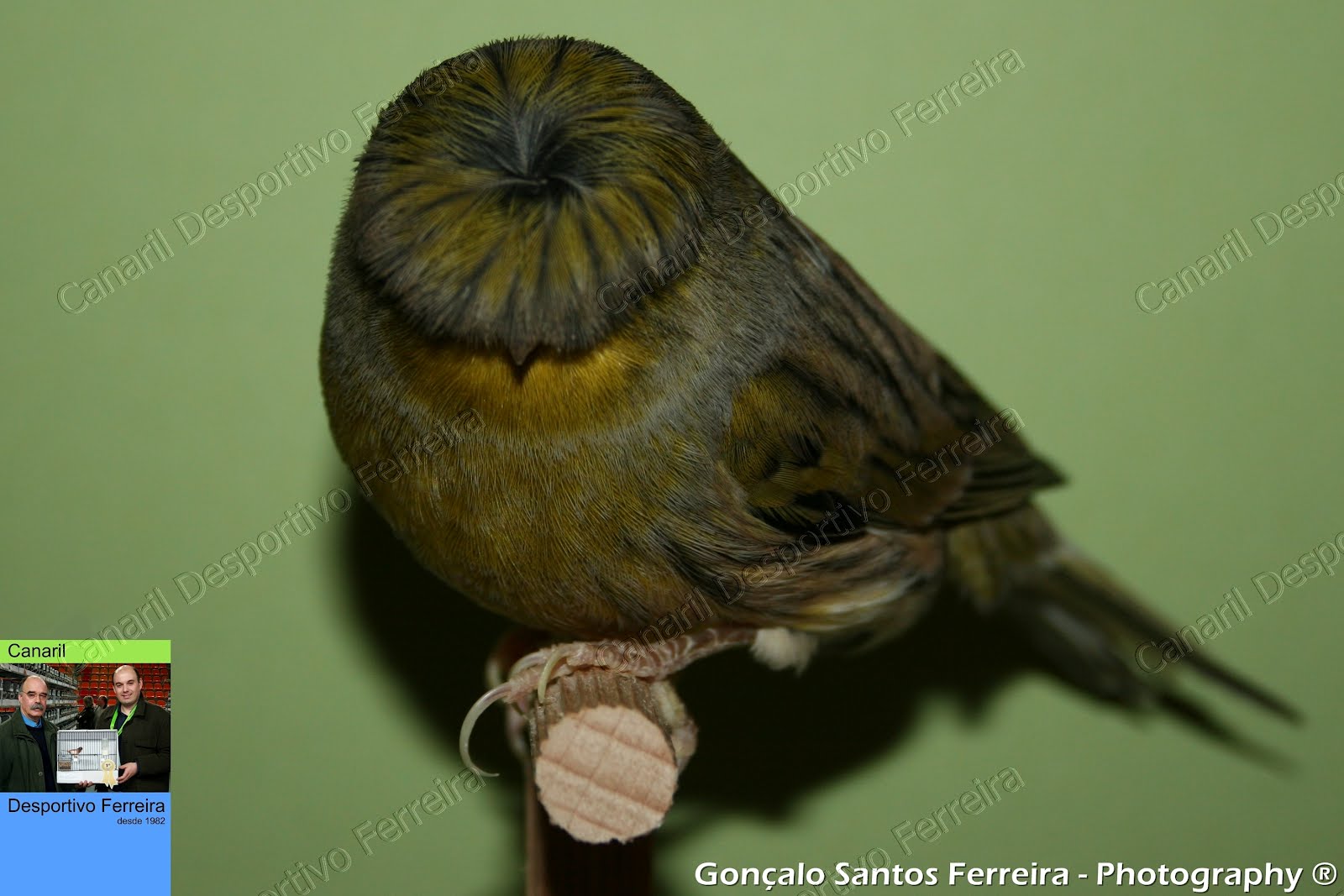 Gloster Fancy Canário Gloster Fancy Corona Verde / TPE, Macho