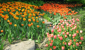 Royal Botanical Gardens massed tulips by garden muses-not another Toronto gardening blog