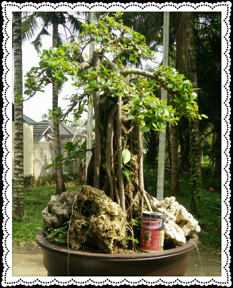MENGHILANGKAN JENUH DENGAN MEMBUAT BONSAI DIATAS BATU/KARANG