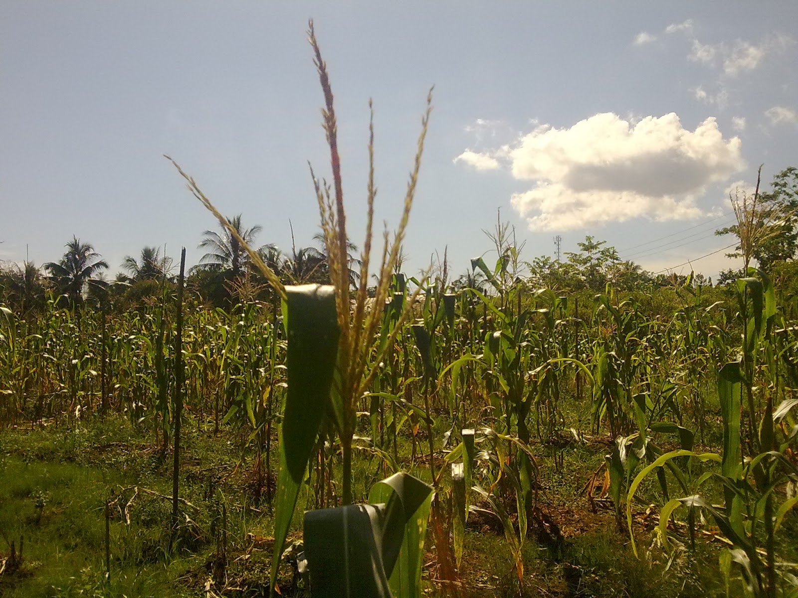 Single terbaru hijau daun 2020