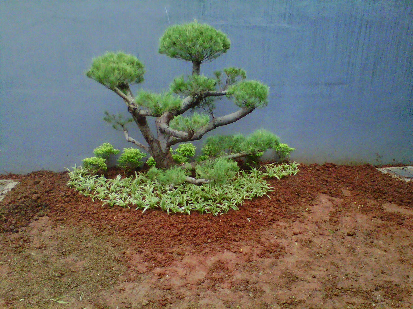 tukang taman di bogor |penjual tanaman hias d bogor |tukang rumput di